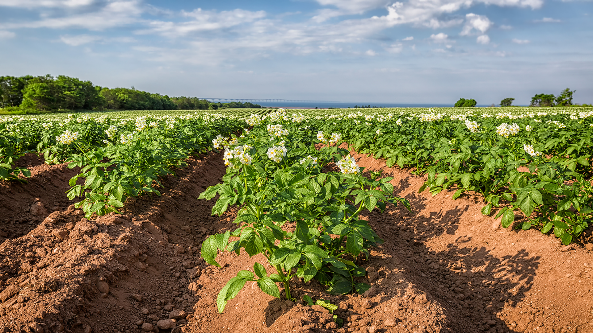 photodune-6338464-prince-edward-island-potato-field-xxl-resized1920x1080.png