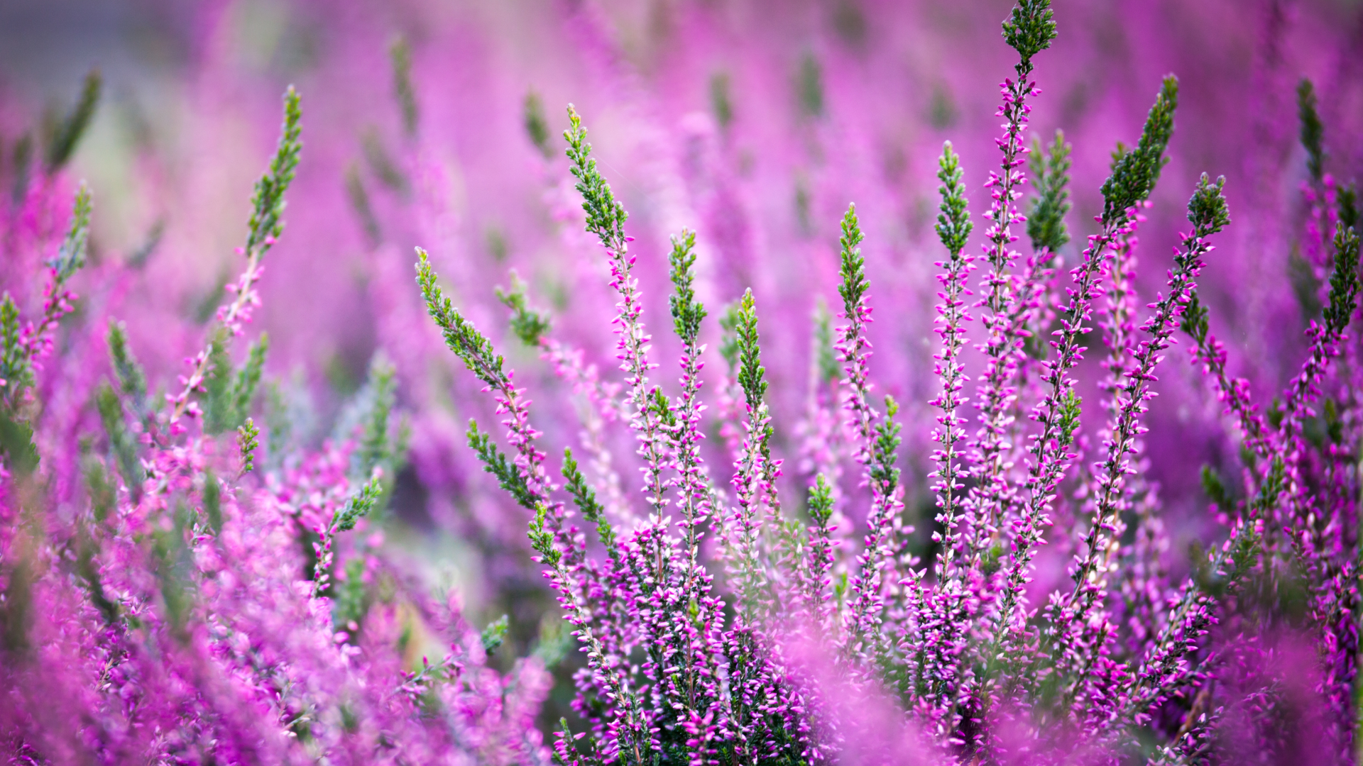 homepage_bilder_zierpflanzen-1.png